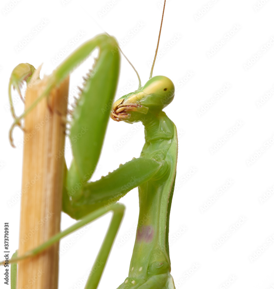 Naklejka premium green young mantis sitting on a wooden stick, insect isolated on white background