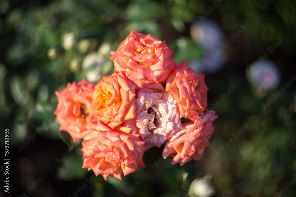 texture of red-white roses, in sunlight, on a natural green background. view from above. Natural flower red rose, vibrant coral rose texture of red-white roses, in sunlight, on a natural green background. view from above. Natural flower red rose, vibrant coral rose