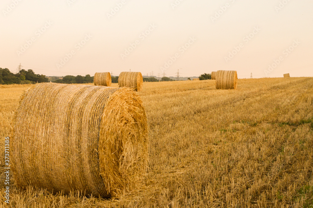 hay bales in the field