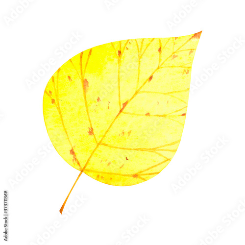 Autumn birch yellow leaf isolated on white background.Watercolor botanical hand drawn illustration..Image can be used for printing on fabric,dishes,to create patterns,stickers,postcsrd,invitations. photo