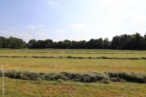 Fresh mowed hay on a meadow  countryside