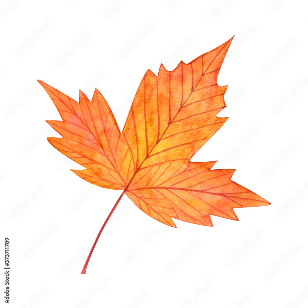 Autumn maple red leaf isolated on white background.Watercolor botanical hand drawn illustration..Image can be used for printing on fabric,dishes,to create patterns,stickers,postcsrd,invitations,cards. Autumn maple red leaf isolated on white background.Watercolor botanical hand drawn illustration..Image can be used for printing on fabric,dishes,to create patterns,stickers,postcsrd,invitations,cards.