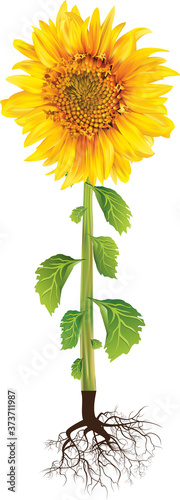 Blooming sunflower, stem, leaves, root isolated.