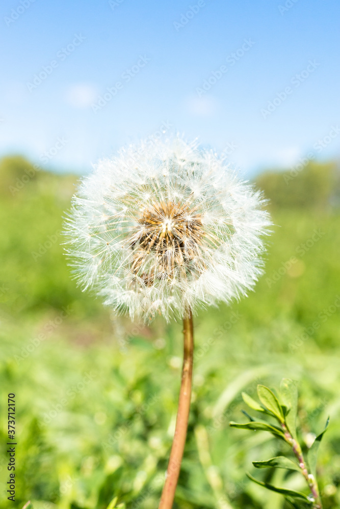 Obraz premium dandelion against nature