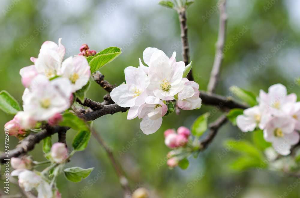 Fototapeta premium spring and the sun make the flowers of many apples, pears, plums, and cherries bloom. Their scent and color perfumes the countryside attracting many bees for their nectar and will bear excellent fruit