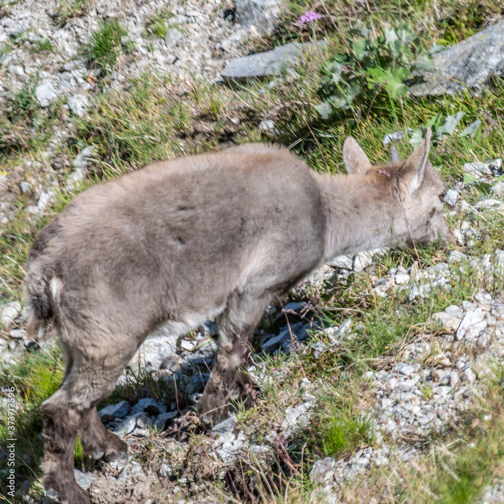Fototapeta premium Bouquetin dans les Alpes