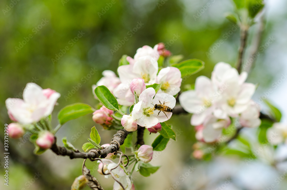 Obraz premium the colors of the flowers bring joy in spring, the bees in spring when the bouquets of May flowers bloom and the bees work to collect the nectar and make honey.