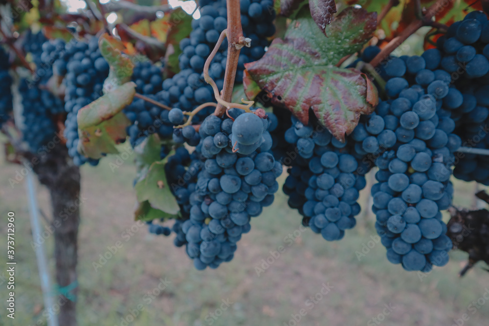 grape, winemaking, autumn, harvest