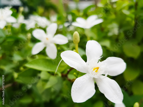 white flowers in the garden