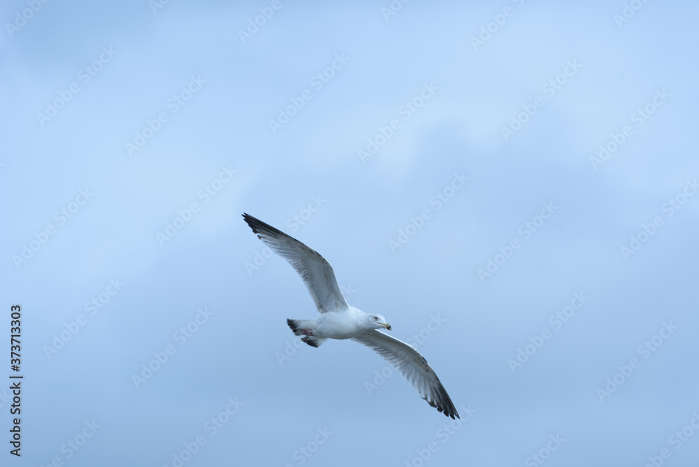 Seagull in Flight Soaring through Sky Seagull in Flight Soaring through Sky