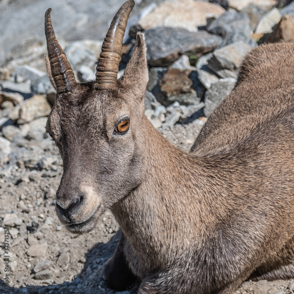 Bouquetin dans les Alpes