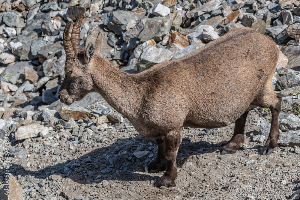 Fototapeta premium Bouquetin dans les Alpes