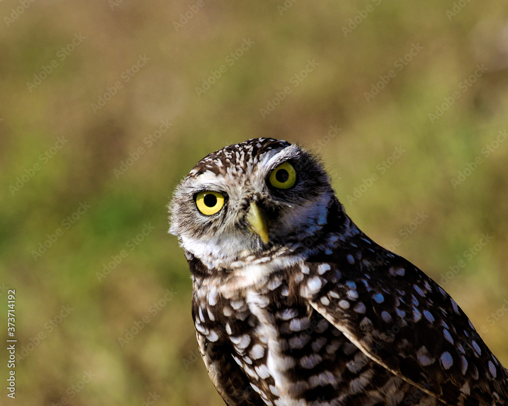 Obraz premium Owls on an angle