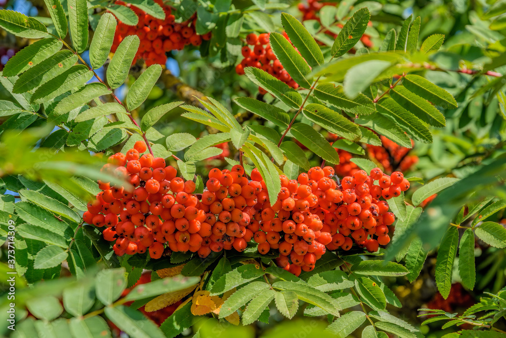 Bright red-orange ripen berries on a branches of a rowan tree, Sorbus aucuparia, at sunny summer day. Bright red-orange ripen berries on a branches of a rowan tree, Sorbus aucuparia, at sunny summer day.