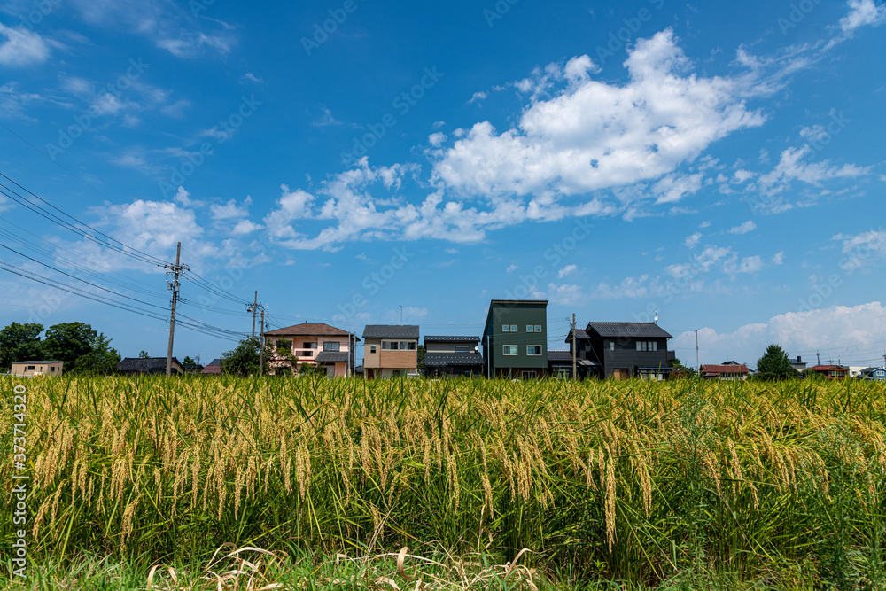 Obraz premium 秋空と稲穂の輝き