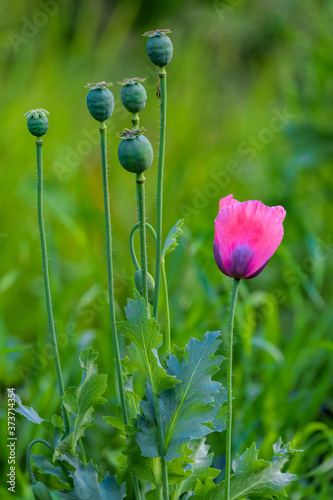 Alone mauve flower of uncultivated common poppy Papaver Somniferum in front of stems with seed capsule grow on countryside road side.