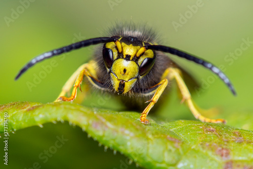 Canvas-taulu yellow jacket wasp on a leaf
