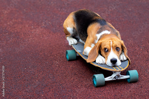 Sad dog, beagle breed lies on a board for a skateboard or longboard. Sadness pet. Copy Space