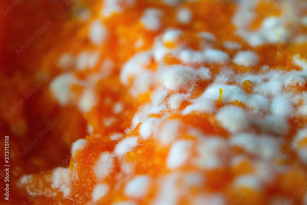 Сlose-up white mold on food. Beautiful fluffy spores of mildew as background or texture. Selective focus Сlose-up white mold on food. Beautiful fluffy spores of mildew as background or texture. Selective focus