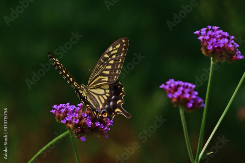 蝶、蝶々、アゲハ蝶、自然、日本、大阪 © Hachimure