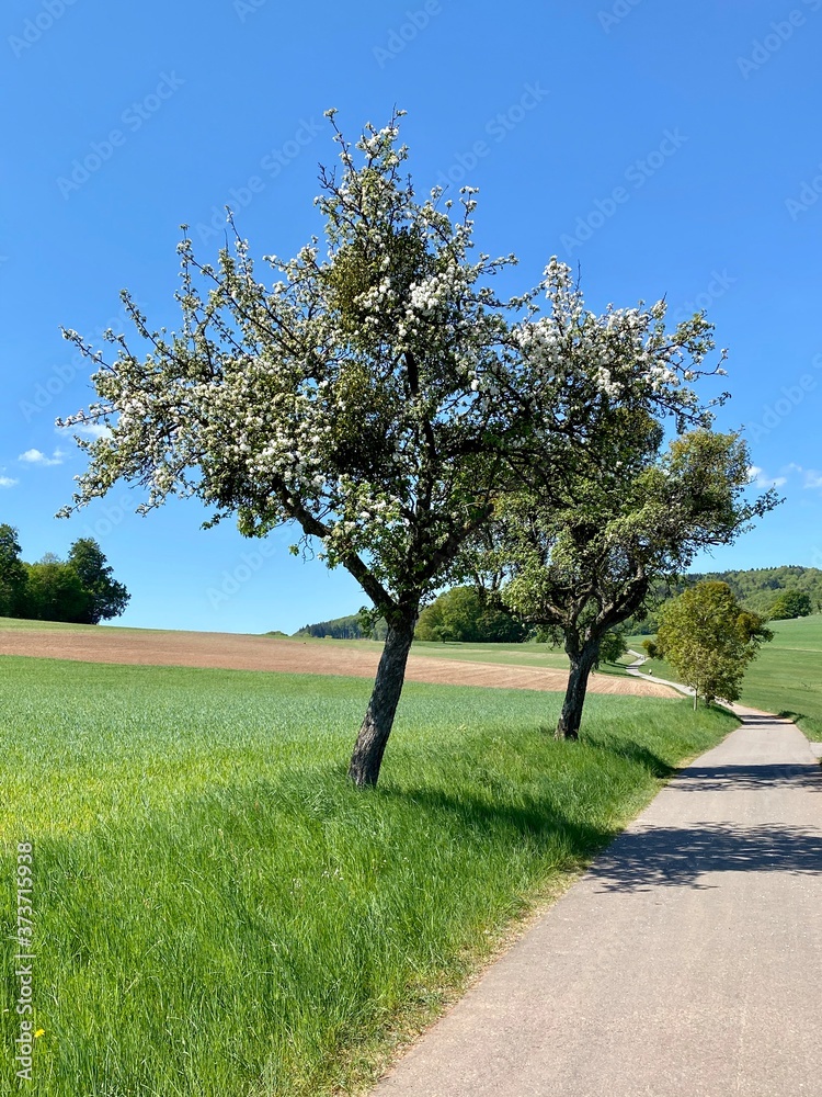 trees standing on a way in a field trees standing on a way in a field