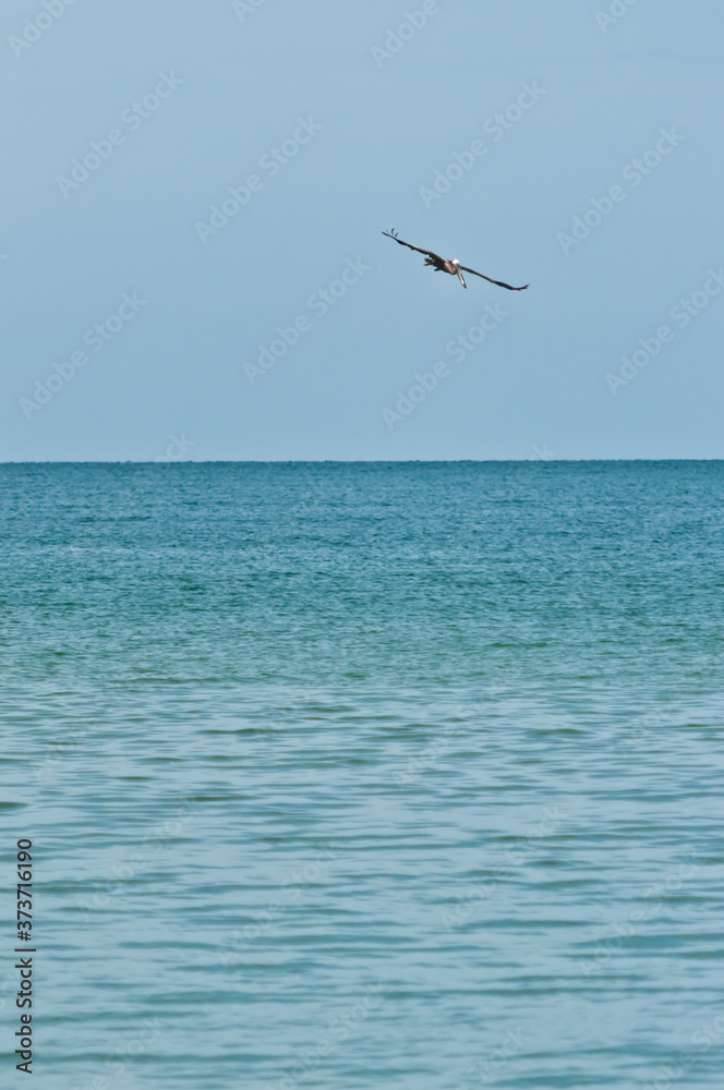 Fototapeta premium front view, very far distance of a single brown pelican, gliding over tropical waters of gulf of Mexico on a sunny afternoon