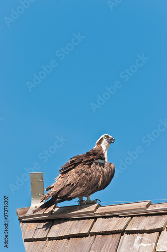 Side view of an osprey, predator, bird, searching for next meal, standing on a wood shingled roof on a pier, jutting into tropical waters of the gulf of Mexico, on a sunny morning