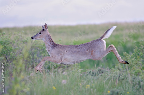 White-tailed deer on the run