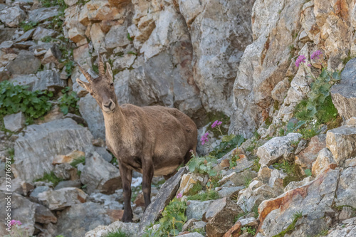 Bouquetin dans les Alpes