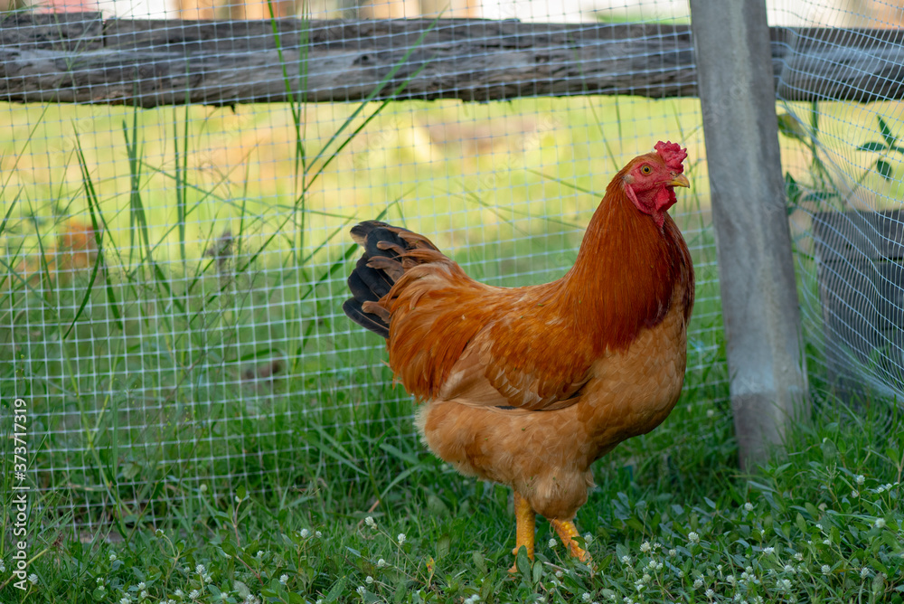 Fototapeta premium A chicken brown , Chicken breeder,Eating grass on the farm.