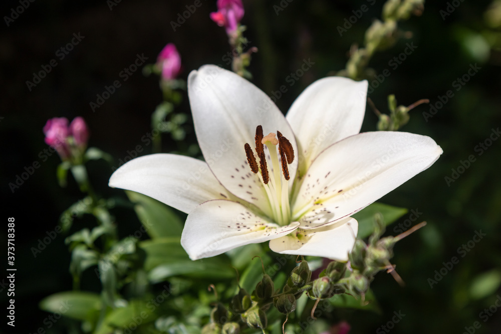 Blooming white lilies under the sun rays on the flower bed in the garden. Blooming white lilies under the sun rays on the flower bed in the garden.