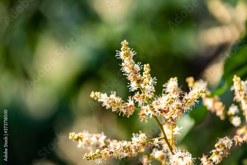 Longan flower on Longan tree © bouybin