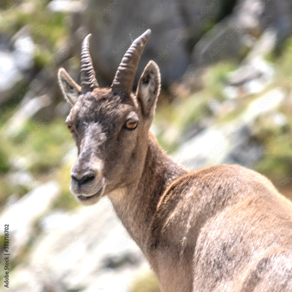 Bouquetin dans les Alpes