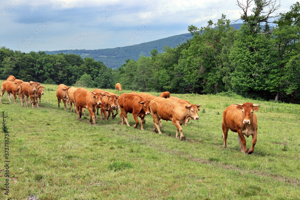 Limousine cows in Central France, with earmarks according to EU regulations