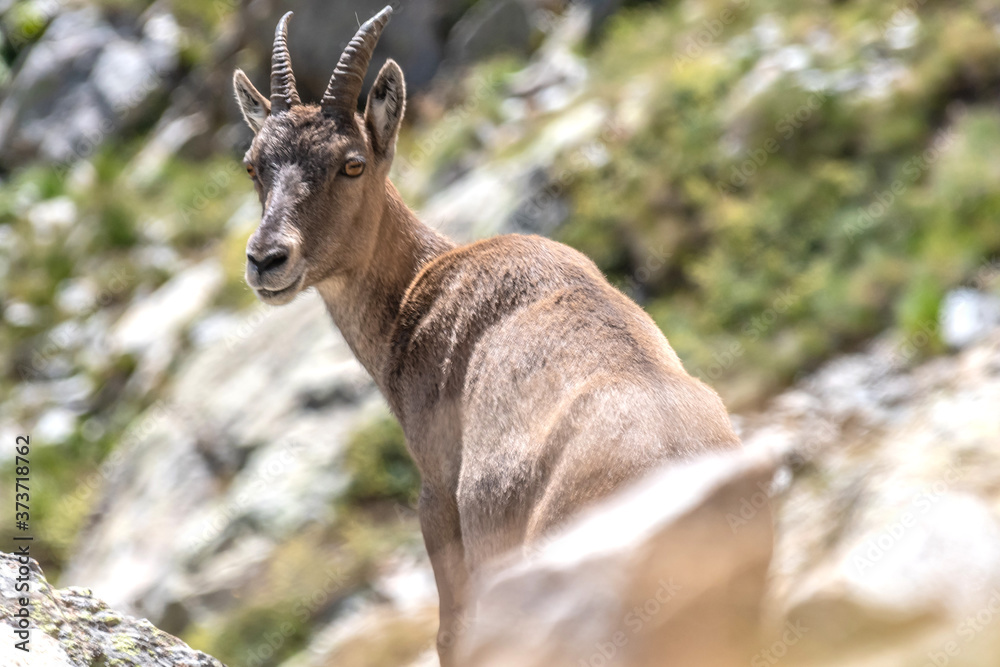 Fototapeta premium Bouquetin dans les Alpes