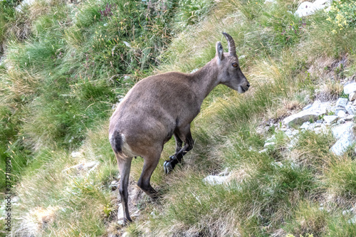 Bouquetin dans les Alpes