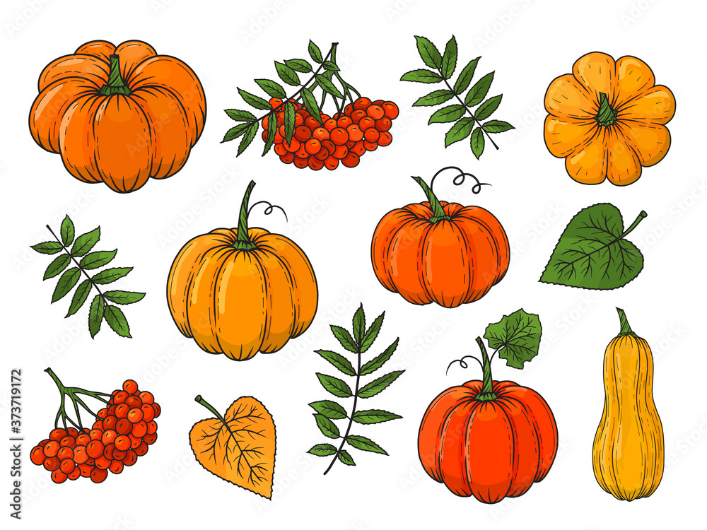 Hand drawn autumn elements. Pumpkin, rowan, leaves. Vector illustration. Colorful. Isolated on white. Object for packaging, advertisements, menu. Hand drawn autumn elements. Pumpkin, rowan, leaves. Vector illustration. Colorful. Isolated on white. Object for packaging, advertisements, menu.
