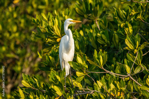 White heron sitting in mangrove bush on the banch of lake near Puerto Escondido city in Mexico photo