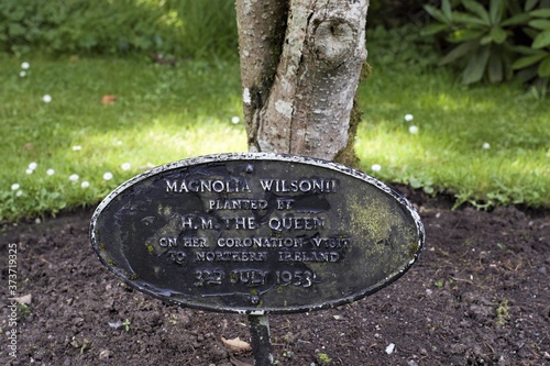 Magnolia wilsonii planted by HM The Queen 3rd July 1953 photo