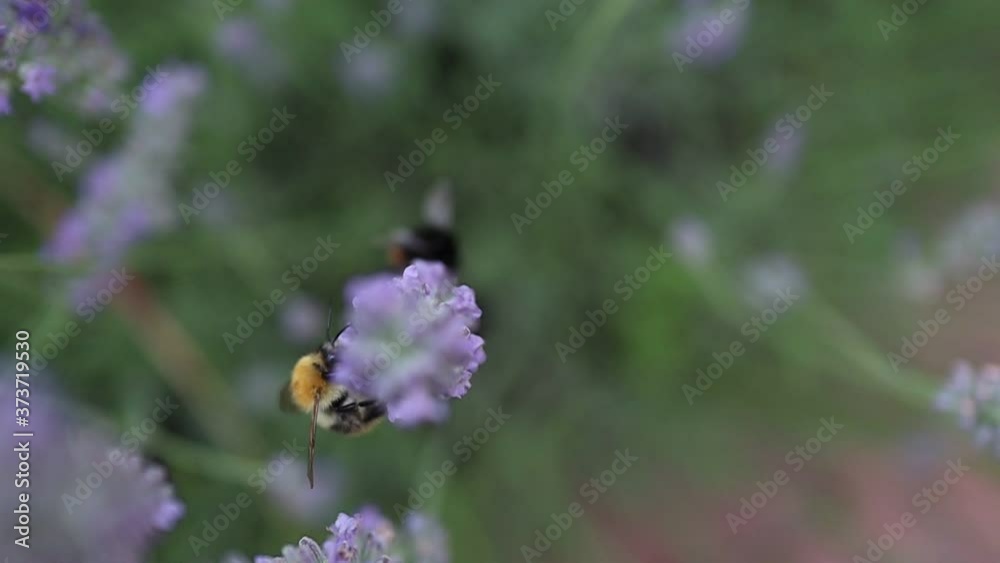 The Tree Bumblebee or New Garden Bumblebee (Bombus Hypnorum) Pollinating Lavender in the Garden. Little Black and Ginger Bumblebee on Lavandula. The Tree Bumblebee or New Garden Bumblebee (Bombus Hypnorum) Pollinating Lavender in the Garden. Little Black and Ginger Bumblebee on Lavandula.