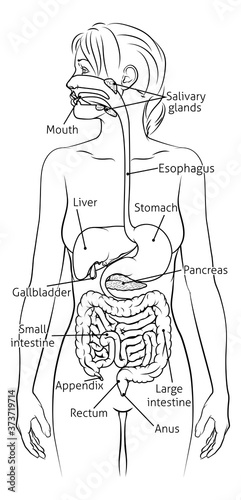 A medical anatomy diagram of a woman showing the human digestive system