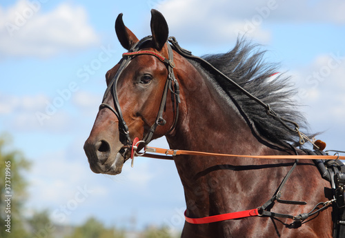 Portrait of a bay horse trotter breed in motion on hippodrome