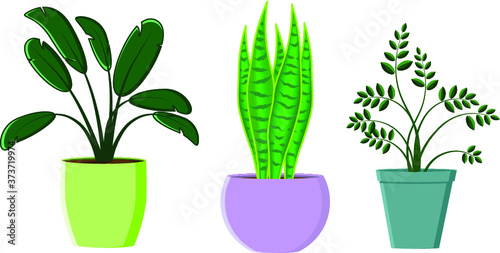 Home plants in pots