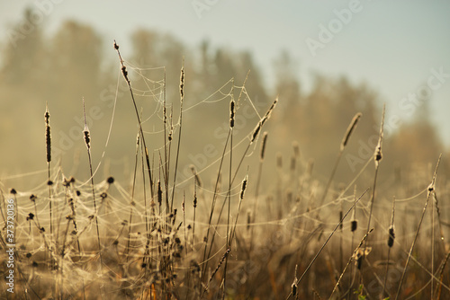 Grass and spider webs in the field, sunny autumn morning, in Finland.
