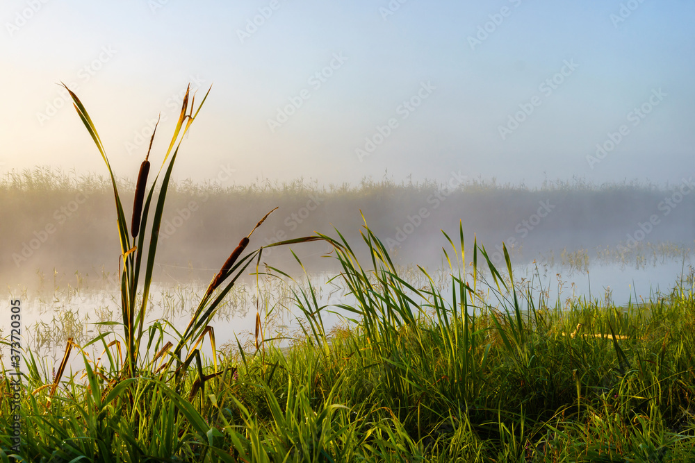 Obraz premium Poranne mgły w Dolinie Narwi, Podlasie, Polska