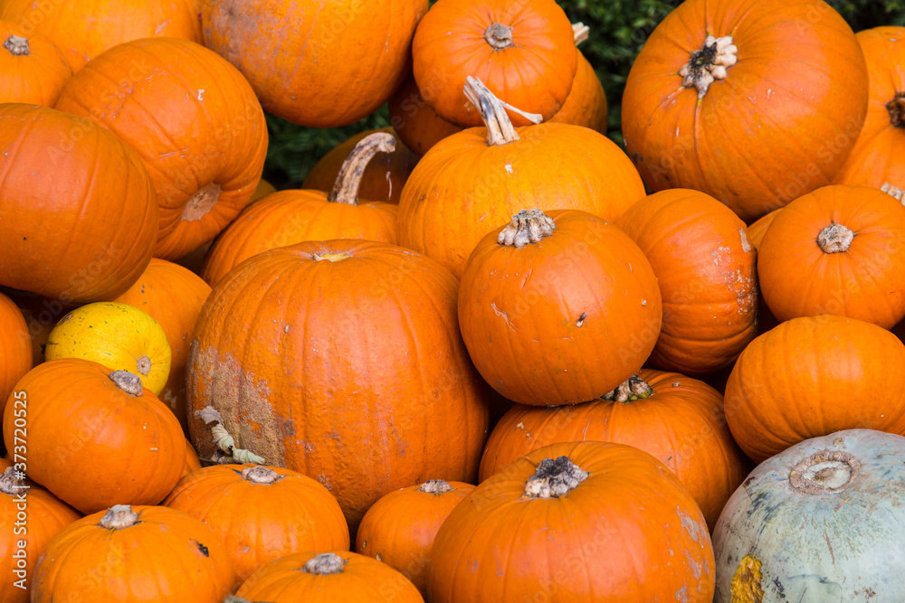 Bright Coloured Pumpkins