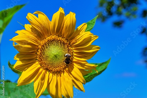 Yellow sunflowers  Helianthus  against a blue sky