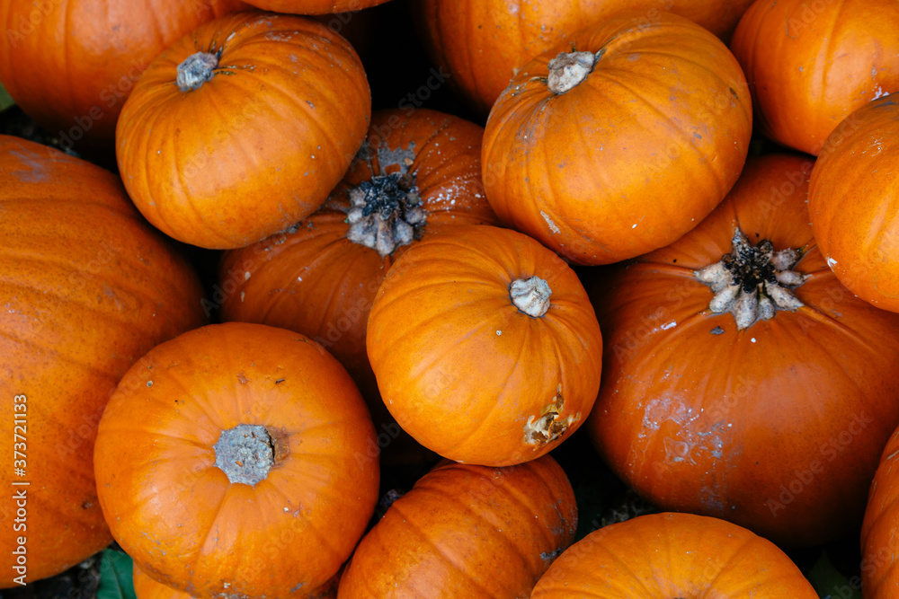 Bright Coloured Pumpkins Bright Coloured Pumpkins