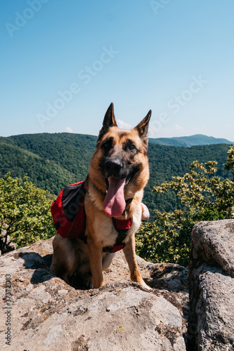 Travel with the best four-legged friend. German shepherd travels in the mountains. A dog with a red backpack sits on the edge of a cliff and enjoys beautiful views of nature.