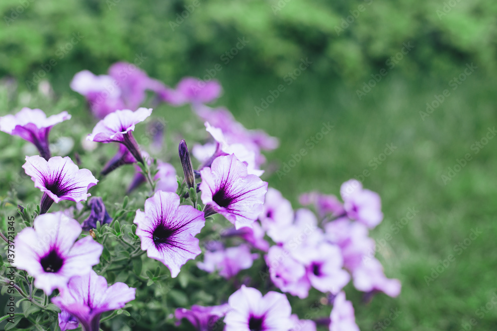 Beautiful purple Surfiniya flowers in the summer garden. Beautiful purple Surfiniya flowers in the summer garden.